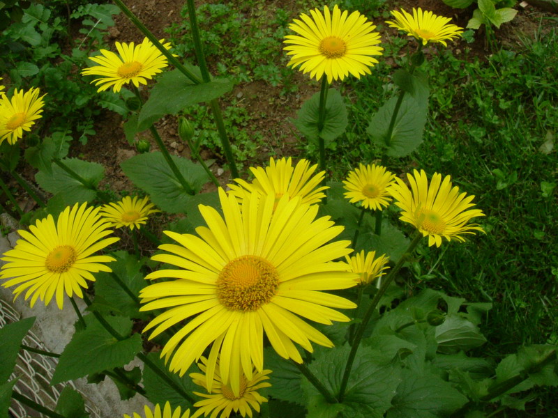 Doronicum columnae